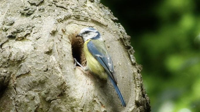 Im Schlosspark geht es auch um Artenschutz. Dazu werden vor allem alte Bäume mit Höhlen erhalten