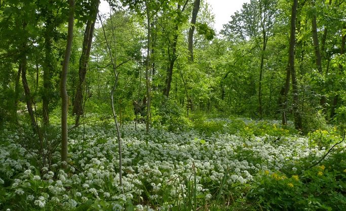 AtelierMAGAZIN | Schlosspark Rumpenheim