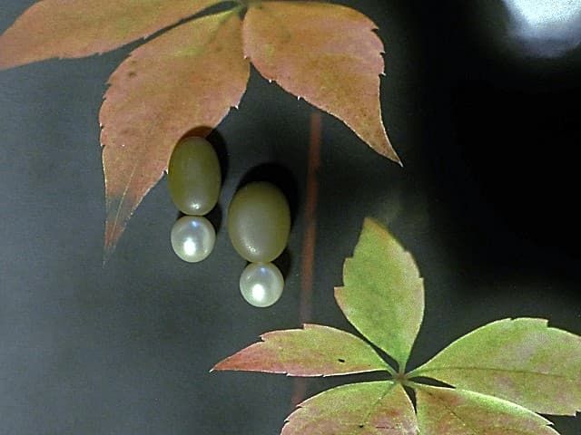 12464-Ohrschmuck-138€-2,8cm-Kiesel-Süßwasserzuchtperlen-Silber