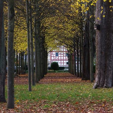 Baumsaal | Schlosspark Rumpenheim